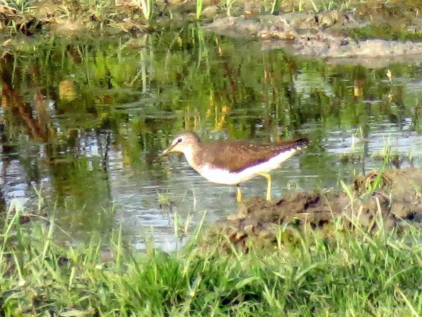 Wood sandpiper